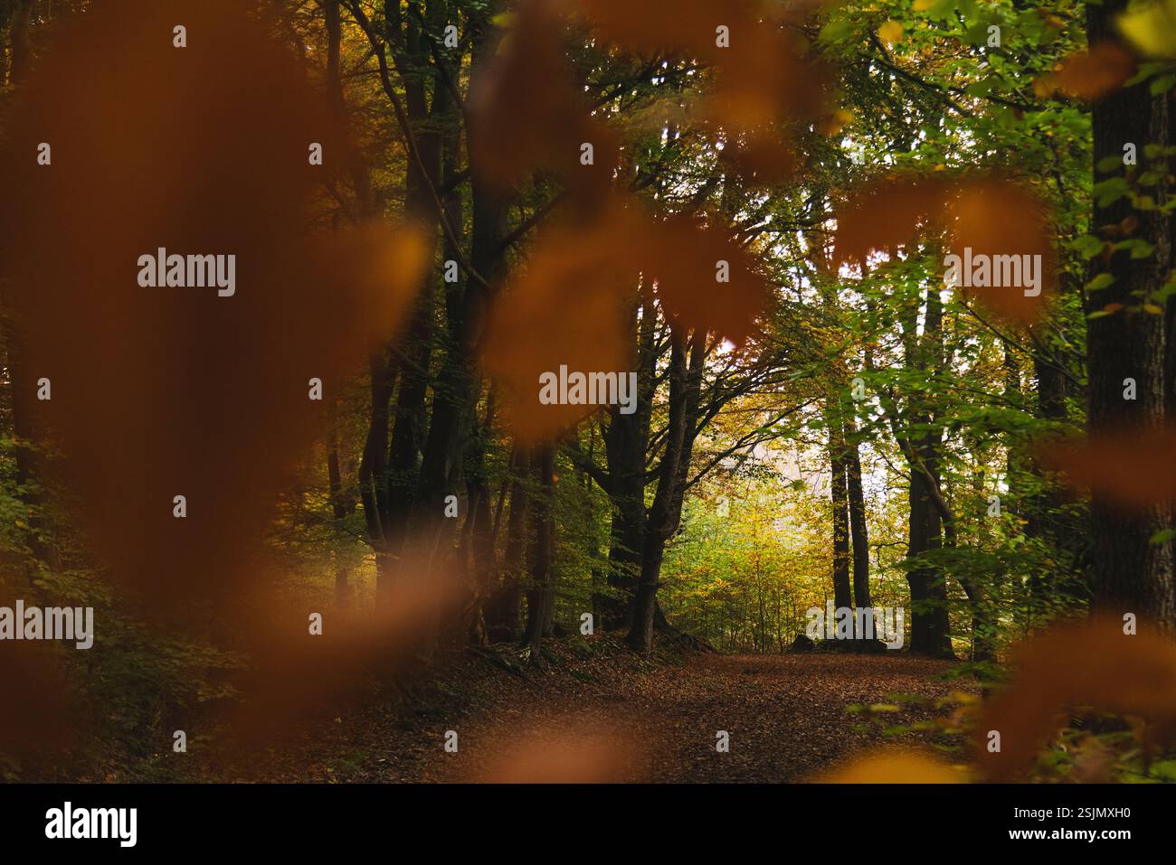 Forêt d'automne, Fröruper berge, Oeversee Banque D'Images