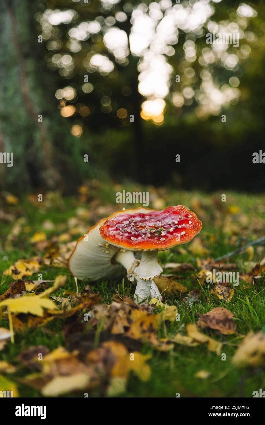 Toadstool Banque D'Images