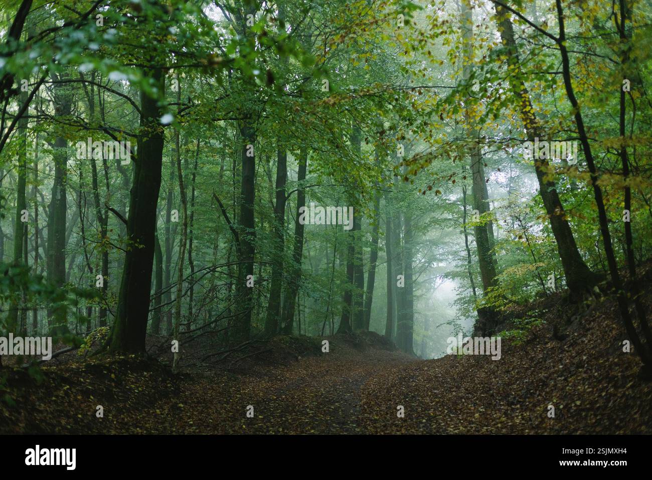 Forêt d'automne, Fröruper berge, Oeversee Banque D'Images