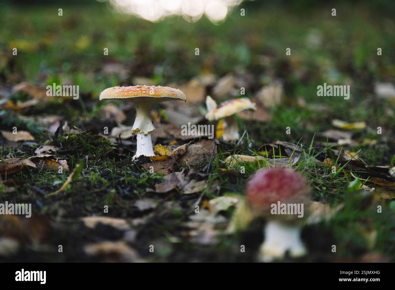 Toadstool Banque D'Images