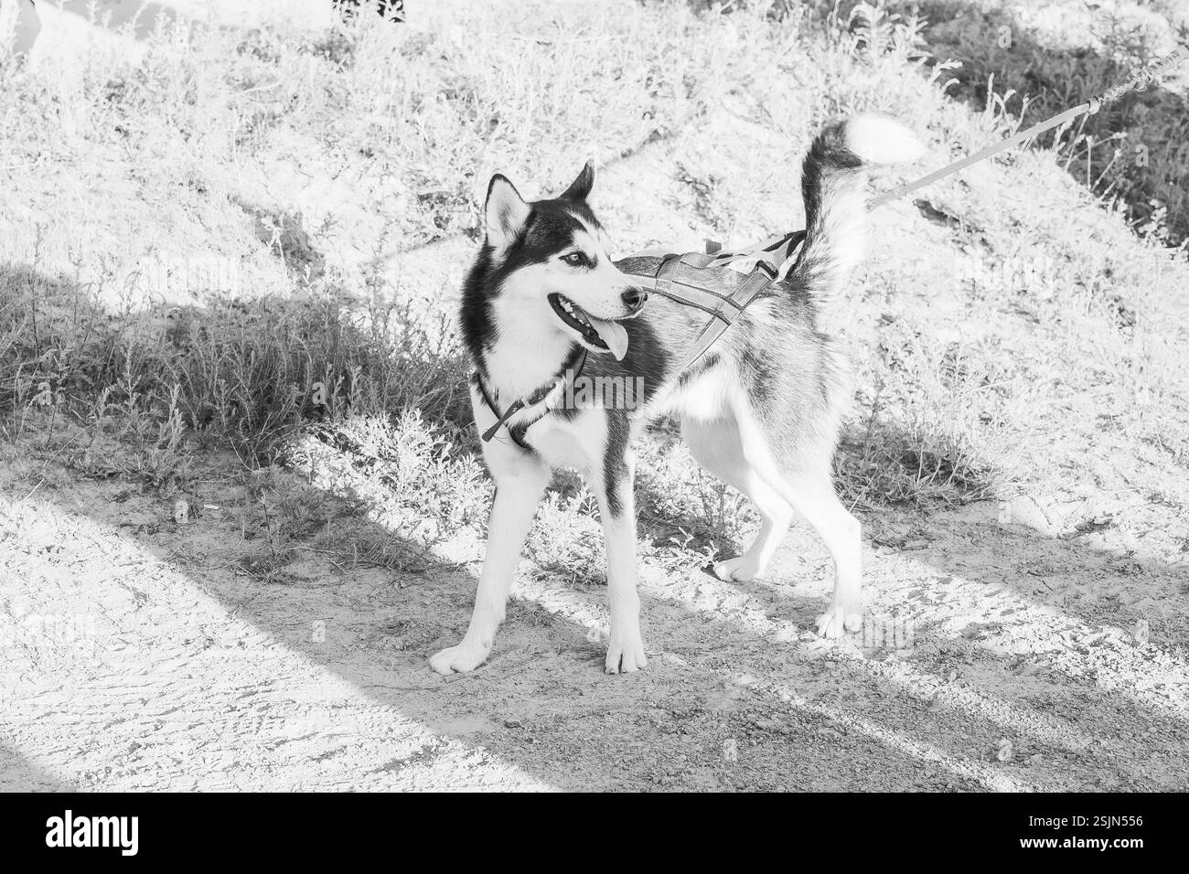 marcher avec un grand chien en laisse sur le sol. préparer un chien avant une course avec un animal de compagnie Banque D'Images
