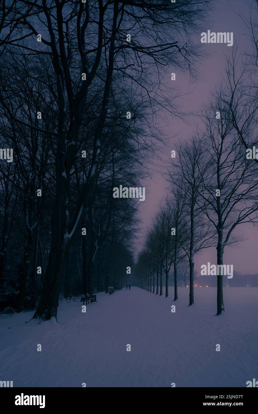 Parc municipal de Hambourg la nuit en hiver, Allemagne Banque D'Images