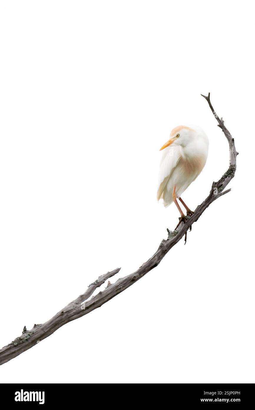 Cattle Egret sur un accroc, Hilton Head Island Caroline du Sud Banque D'Images