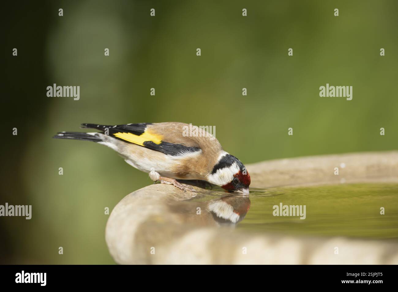 Orfèvre d'Europe (Carduelis carduelis) oiseau adulte buvant dans un bain d'oiseaux d'eau de jardin, Angleterre, Royaume-Uni, Europe Banque D'Images