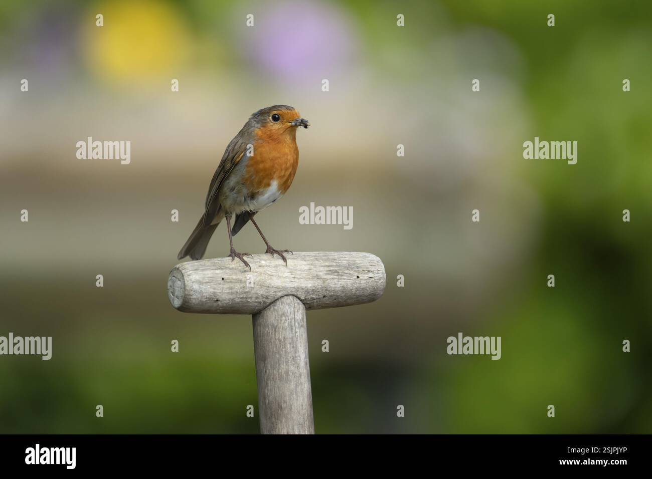 robin européen (Erithacus rubecula) oiseau adulte sur une poignée de fourche de jardin avec de la nourriture dans son bec en été, Angleterre, Royaume-Uni, Europe Banque D'Images