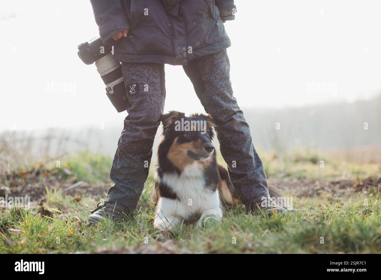 Australian Shepard, femme, Black Merle Banque D'Images