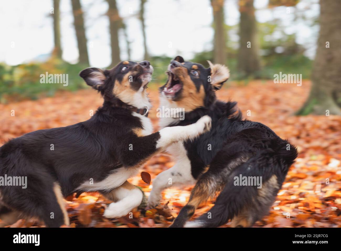 Shepard australien, chaton, chiot, merle noir Banque D'Images