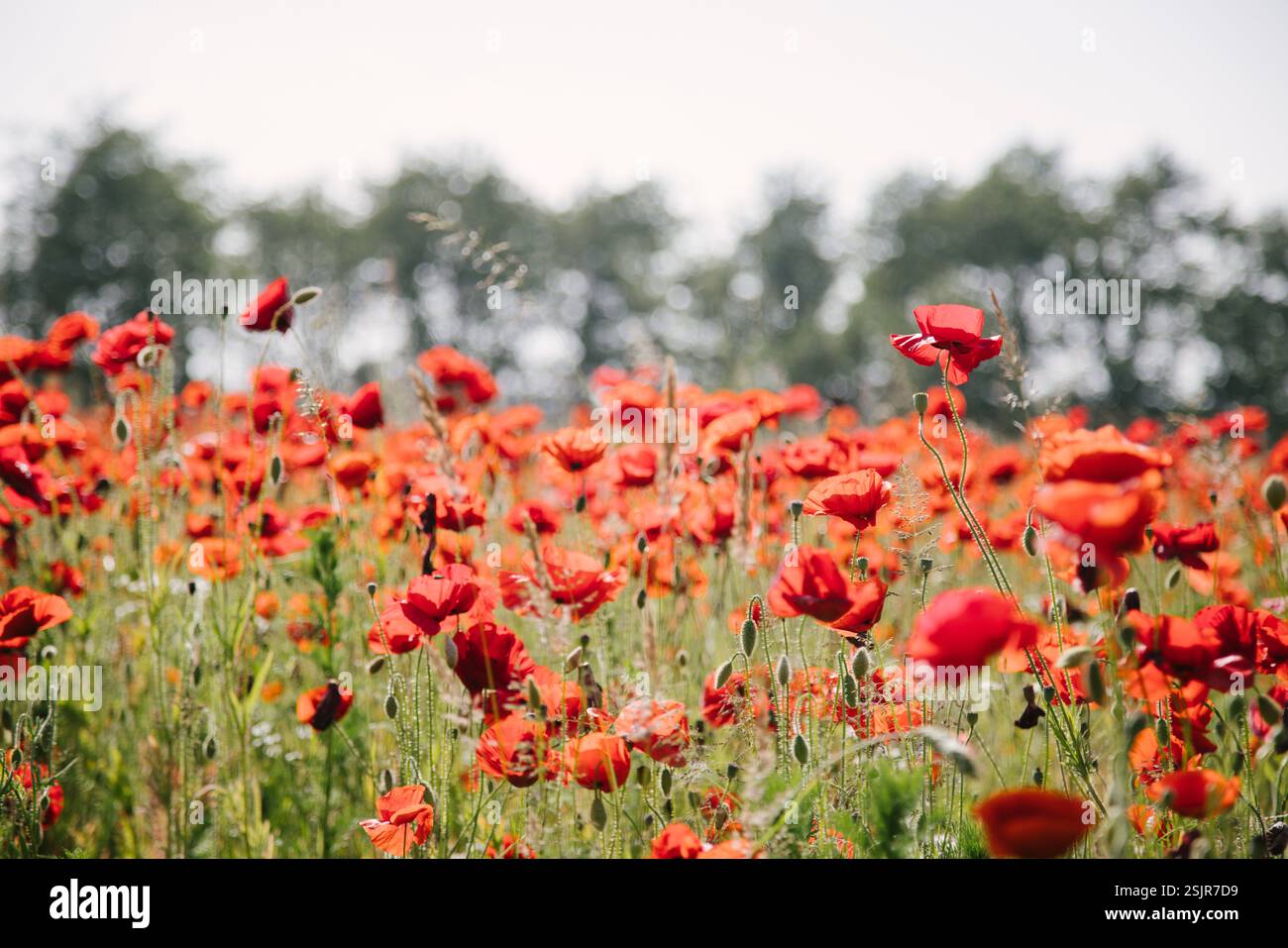 Champ de coquelicots près du Geltinger Birk Banque D'Images