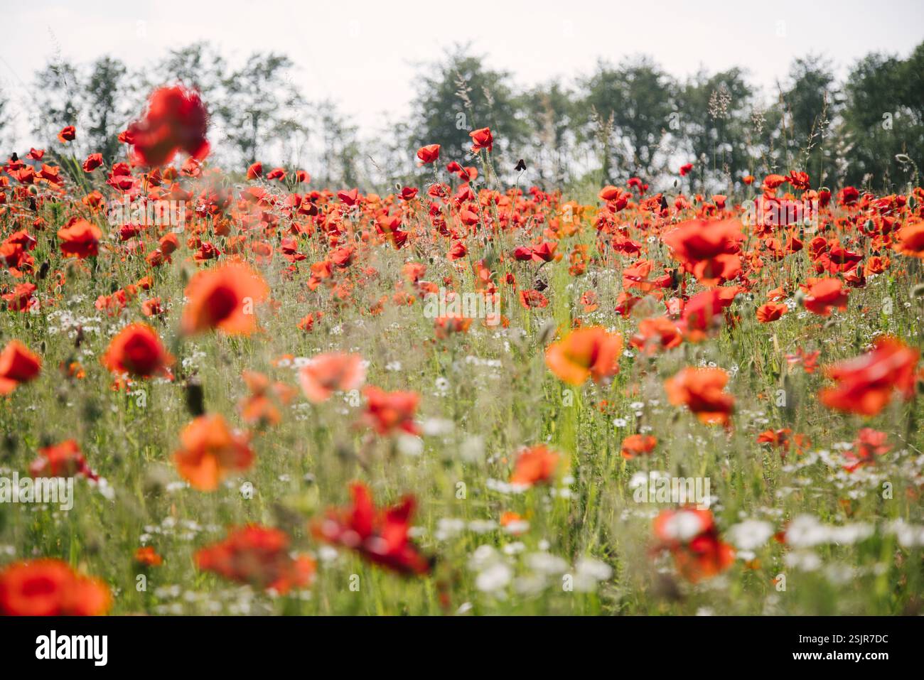 Champ de coquelicots près du Geltinger Birk Banque D'Images