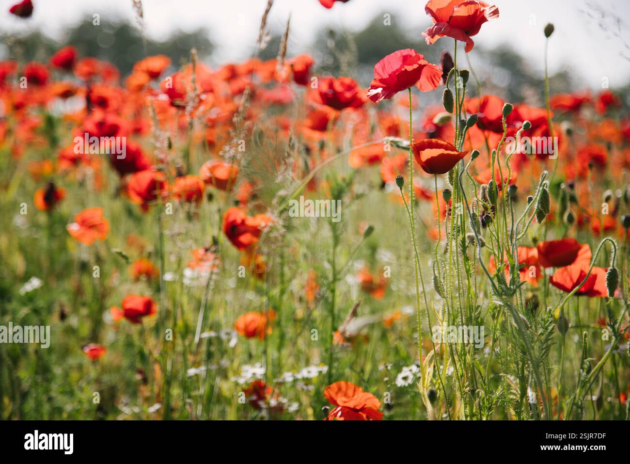 Champ de coquelicots près du Geltinger Birk Banque D'Images