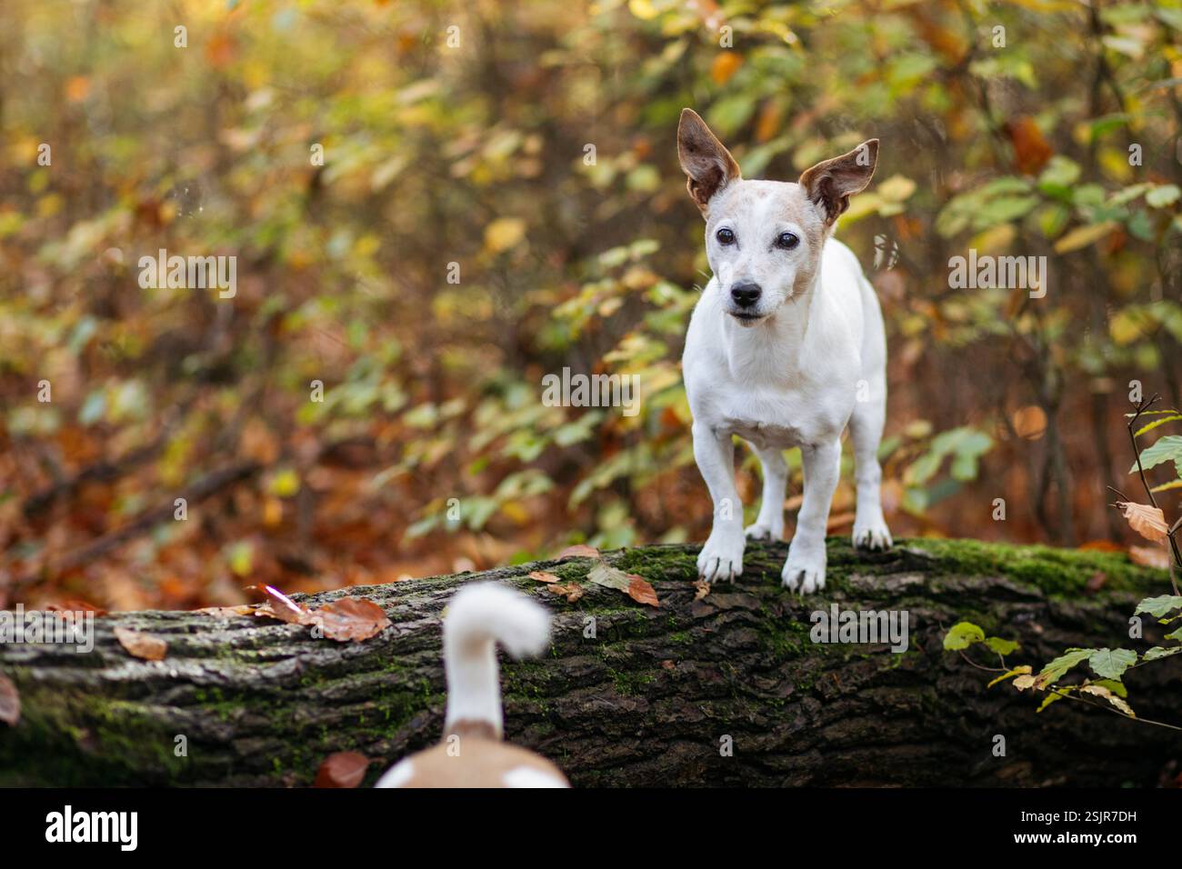 Jack Russell, bitch Banque D'Images