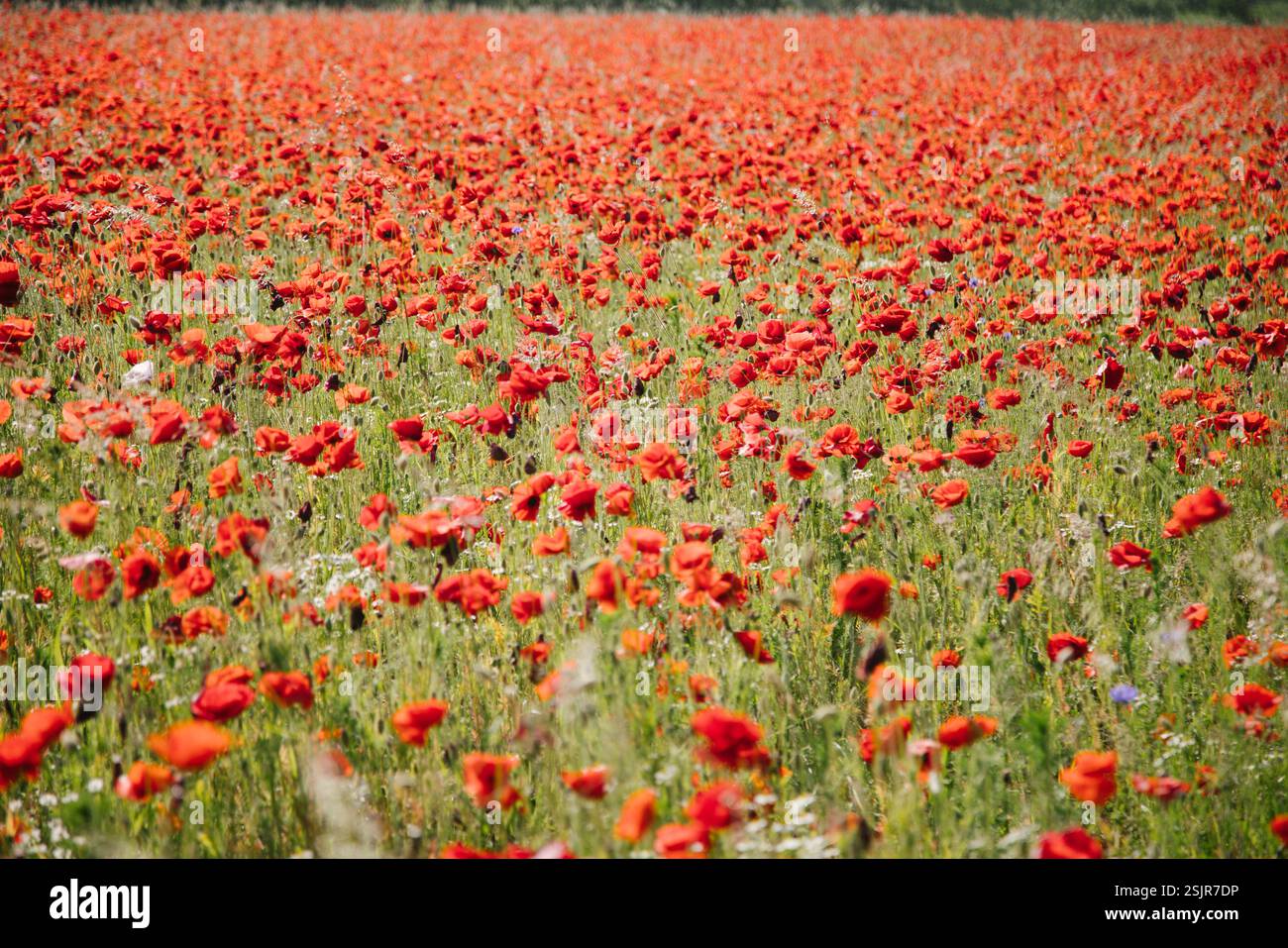 Champ de coquelicots près du Geltinger Birk Banque D'Images