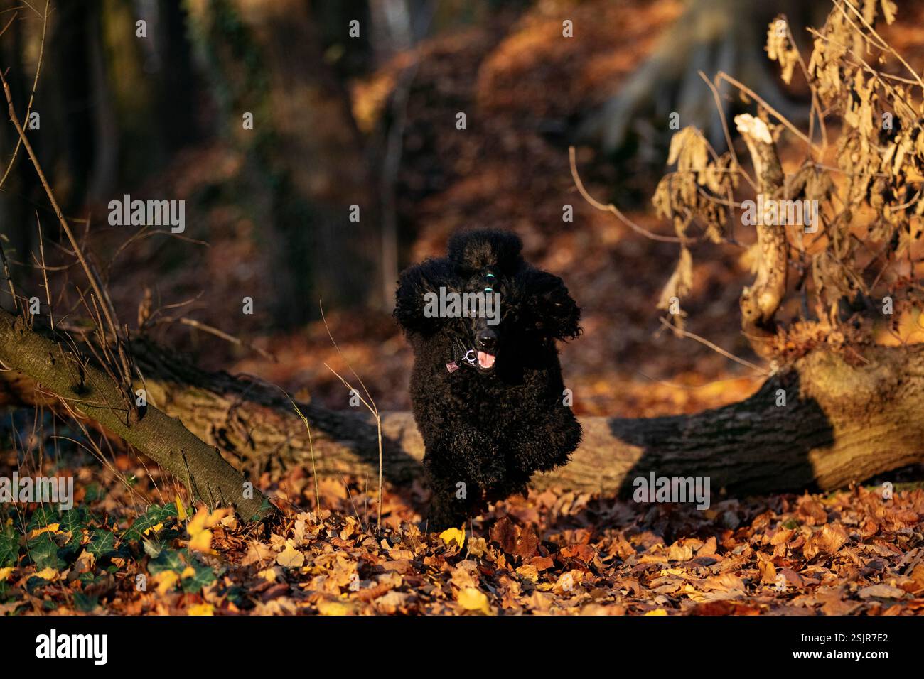 Caniche miniature Banque D'Images