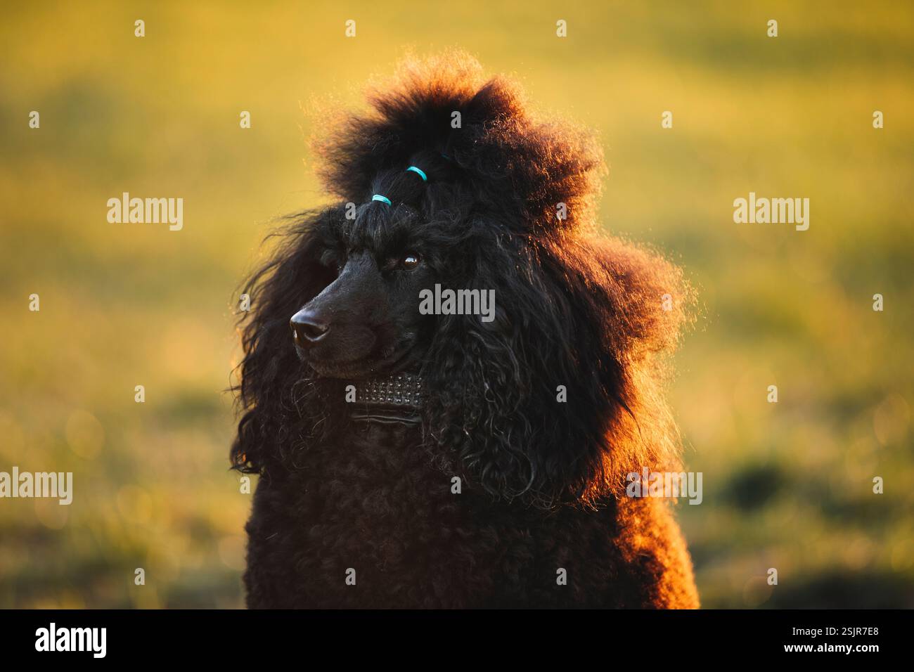 Caniche miniature Banque D'Images