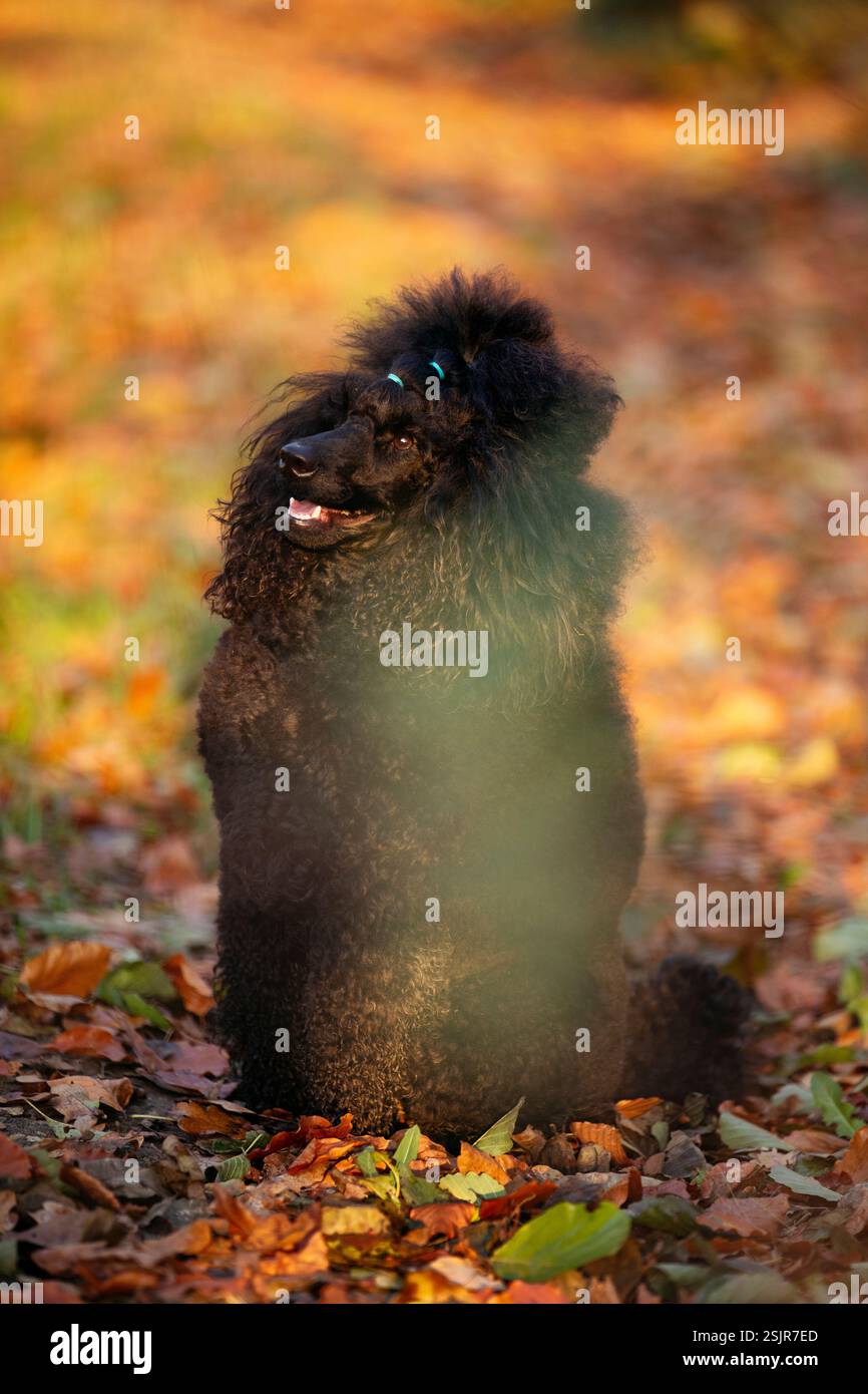 Caniche miniature Banque D'Images