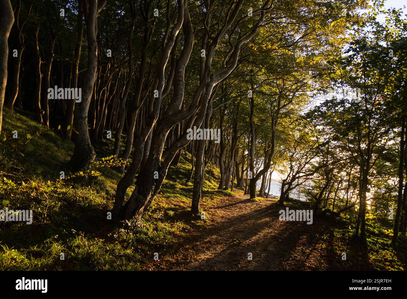 Vallée de printemps, Glücksburg, forêt de feuillus avec contre-jour Banque D'Images