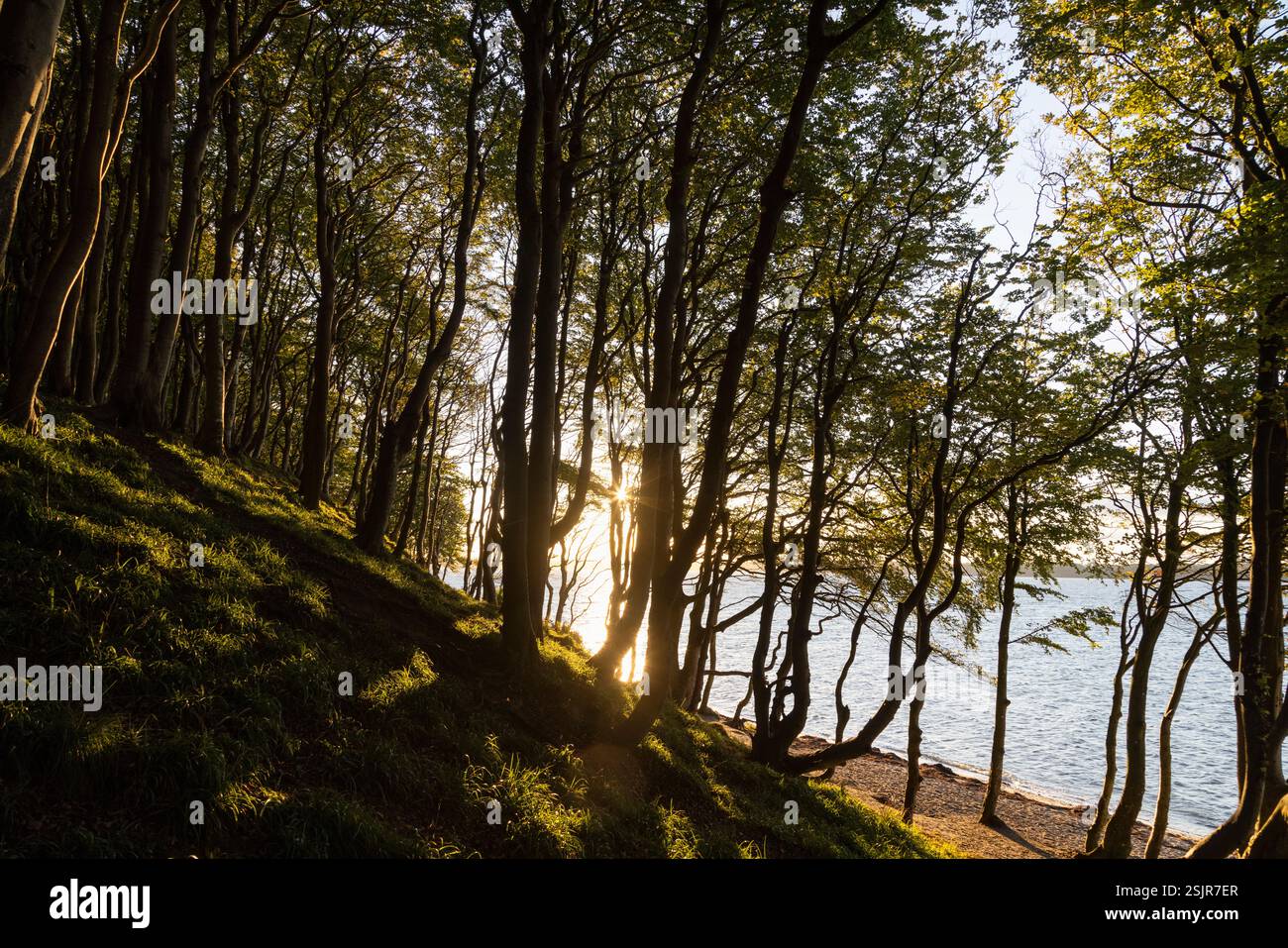 Vallée de printemps, Glücksburg, forêt de feuillus avec contre-jour Banque D'Images
