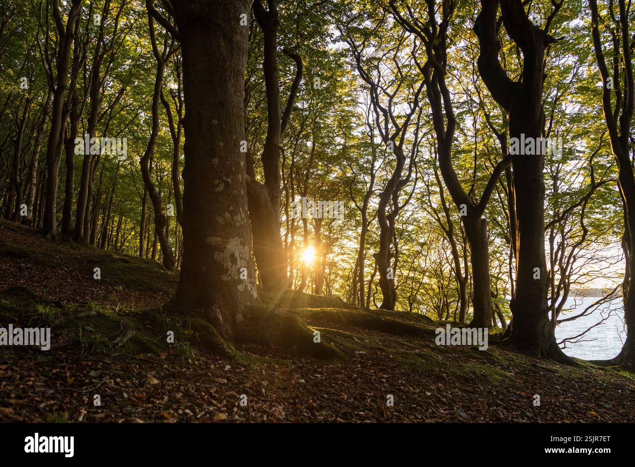 Vallée de printemps, Glücksburg, forêt de feuillus avec contre-jour Banque D'Images