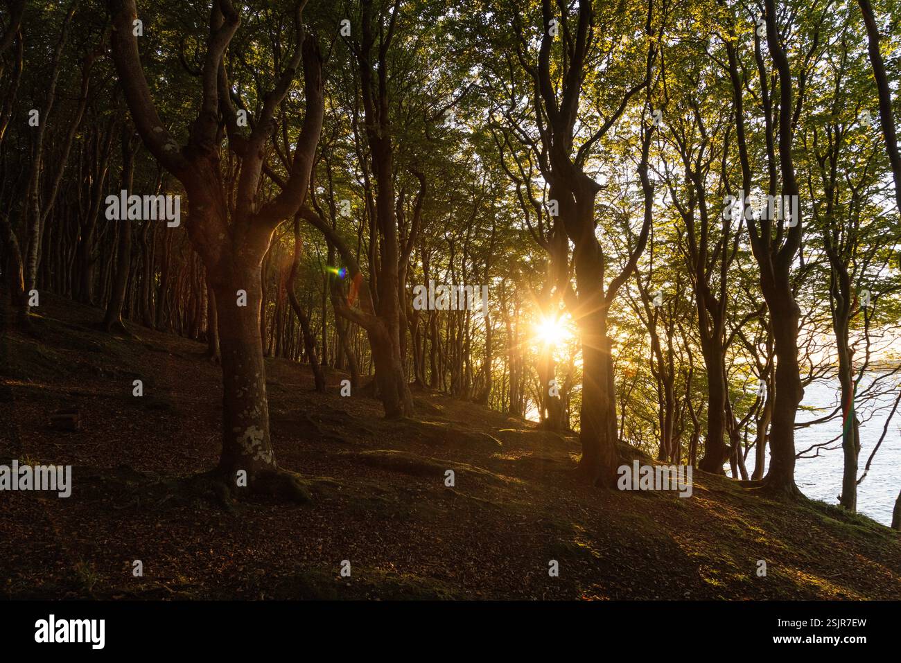 Vallée de printemps, Glücksburg, forêt de feuillus avec contre-jour Banque D'Images