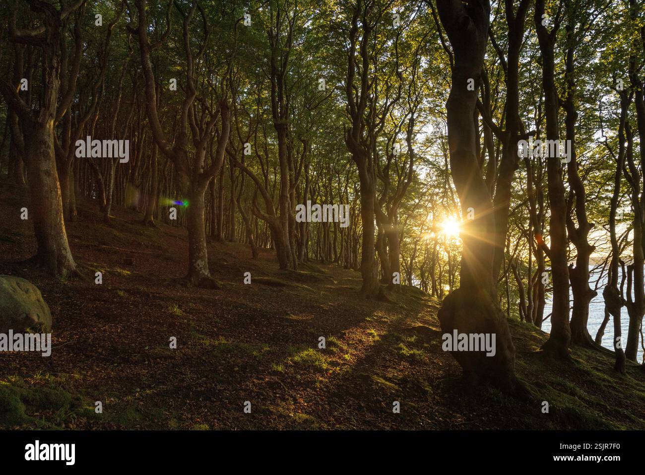 Vallée de printemps, Glücksburg, forêt de feuillus avec contre-jour Banque D'Images