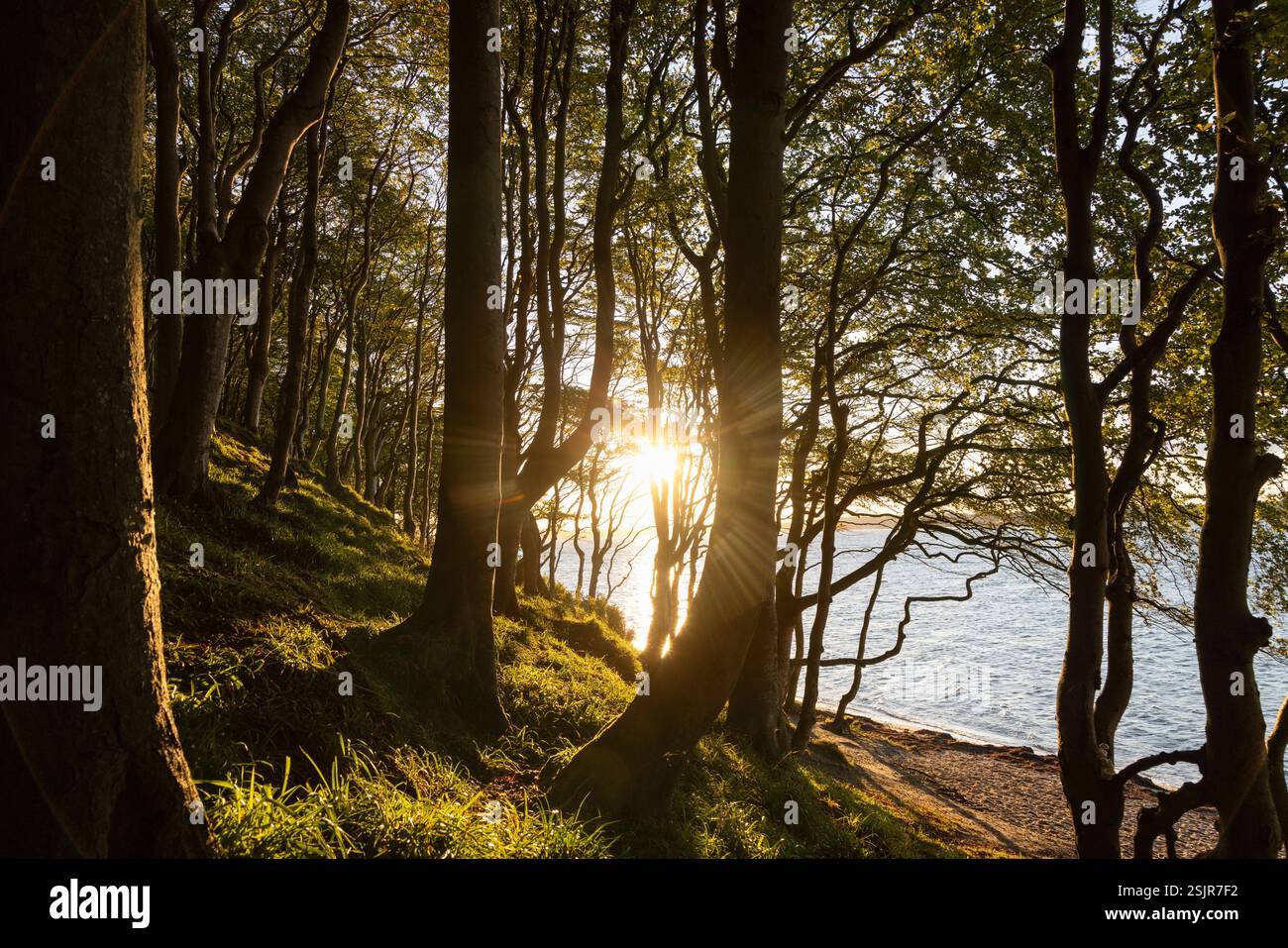 Vallée de printemps, Glücksburg, forêt de feuillus avec contre-jour Banque D'Images