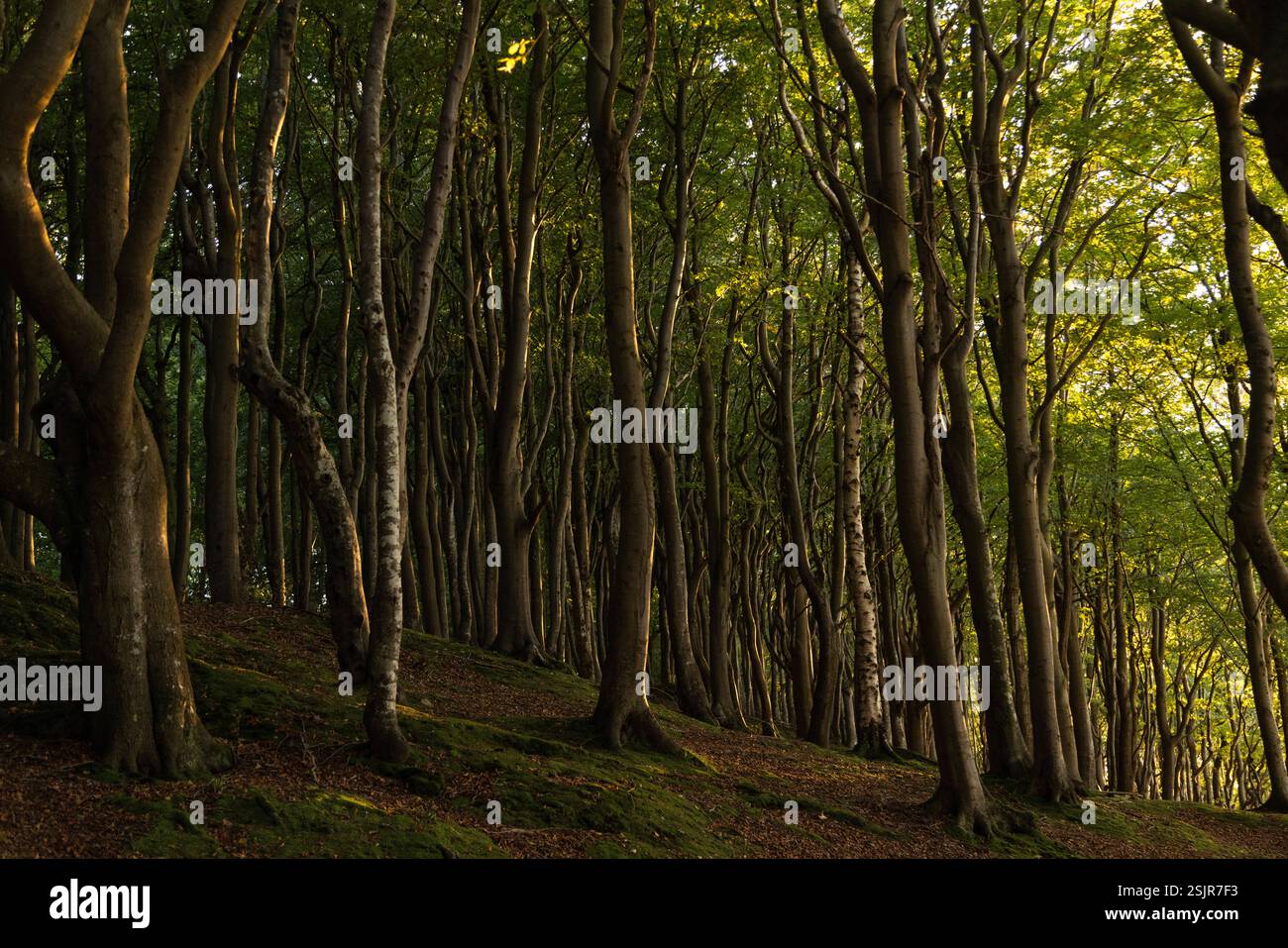 Vallée de printemps, Glücksburg, forêt de feuillus avec contre-jour Banque D'Images