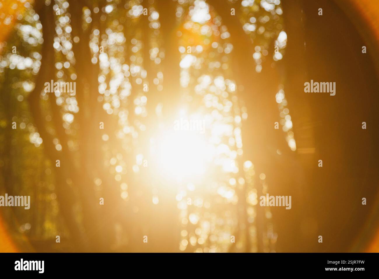 Vallée de printemps, Glücksburg, contre-jour dans la forêt avec flou Banque D'Images