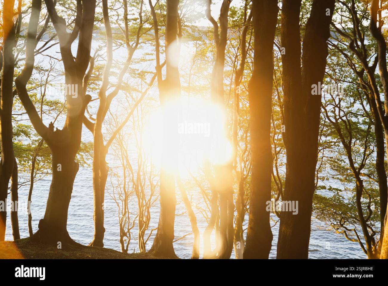Quellental, Glücksburg, double exposition forêt et contre-jour Banque D'Images