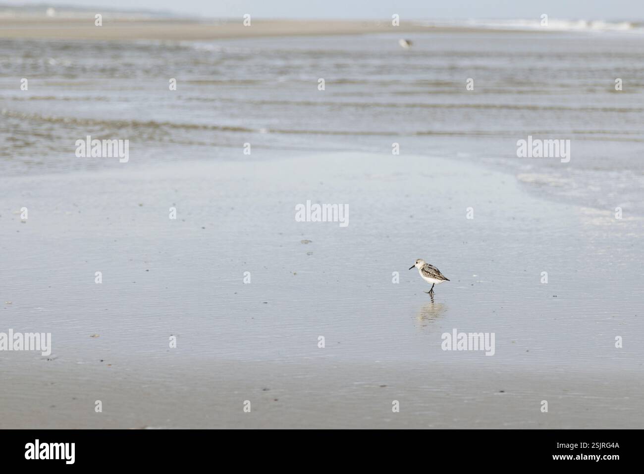 Juist, île de la mer du Nord, plage, Sandpiper Banque D'Images