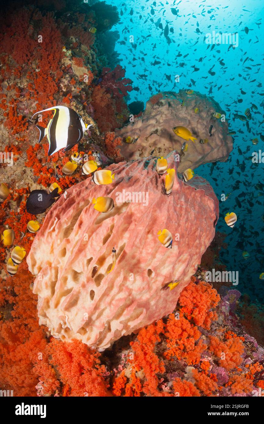Récif corallien coloré, îles oubliées, Indonésie Banque D'Images