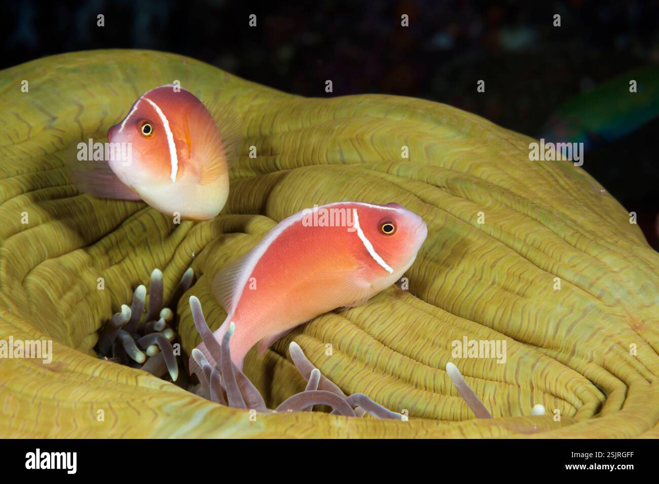 Anémonefish rose, Amphiprion perideraion, Îles oubliées, Indonésie Banque D'Images