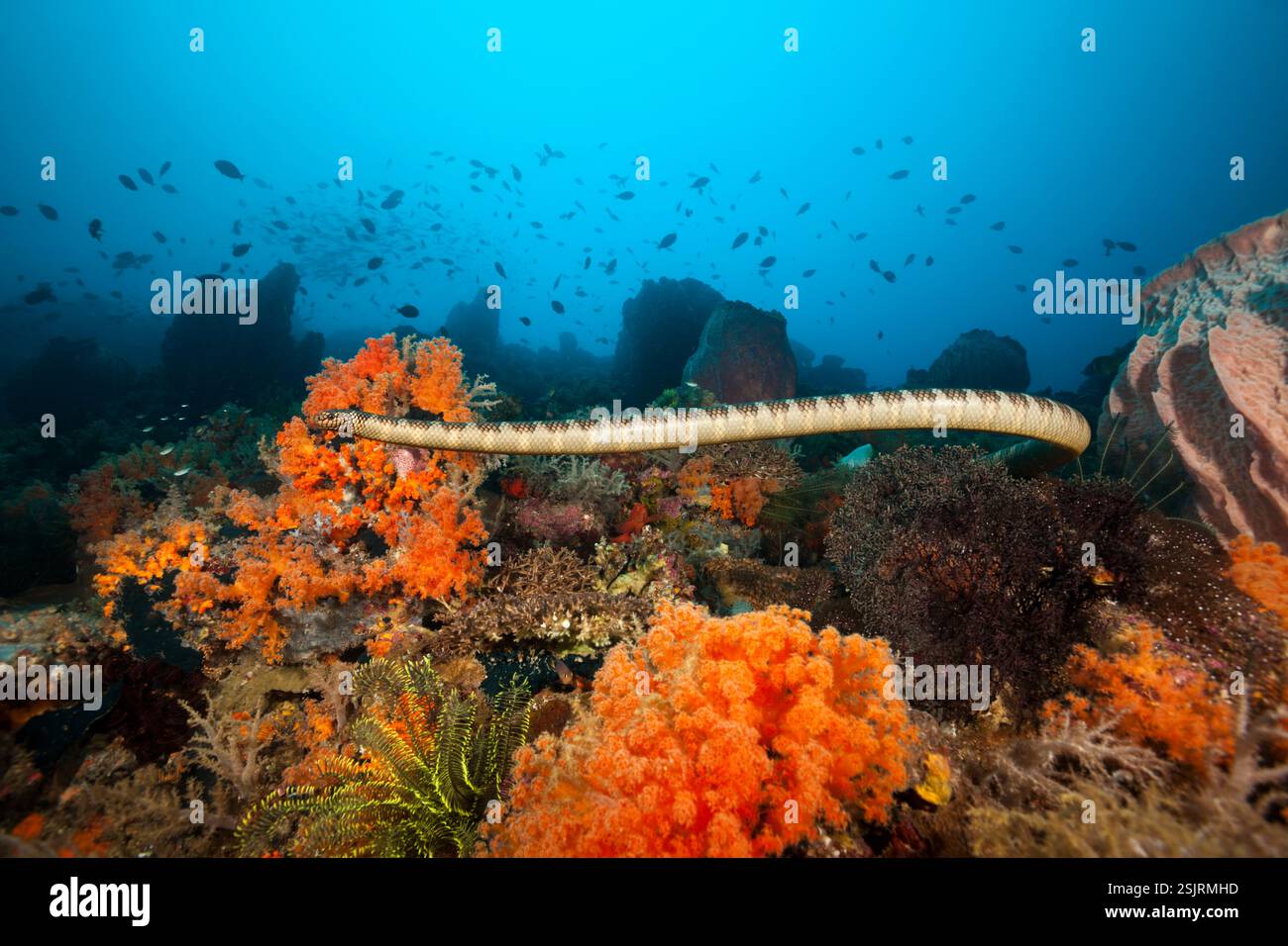 Serpent de mer chinois, Laticauda semifasciata, île Manuk, mer de Banda, Indonésie Banque D'Images