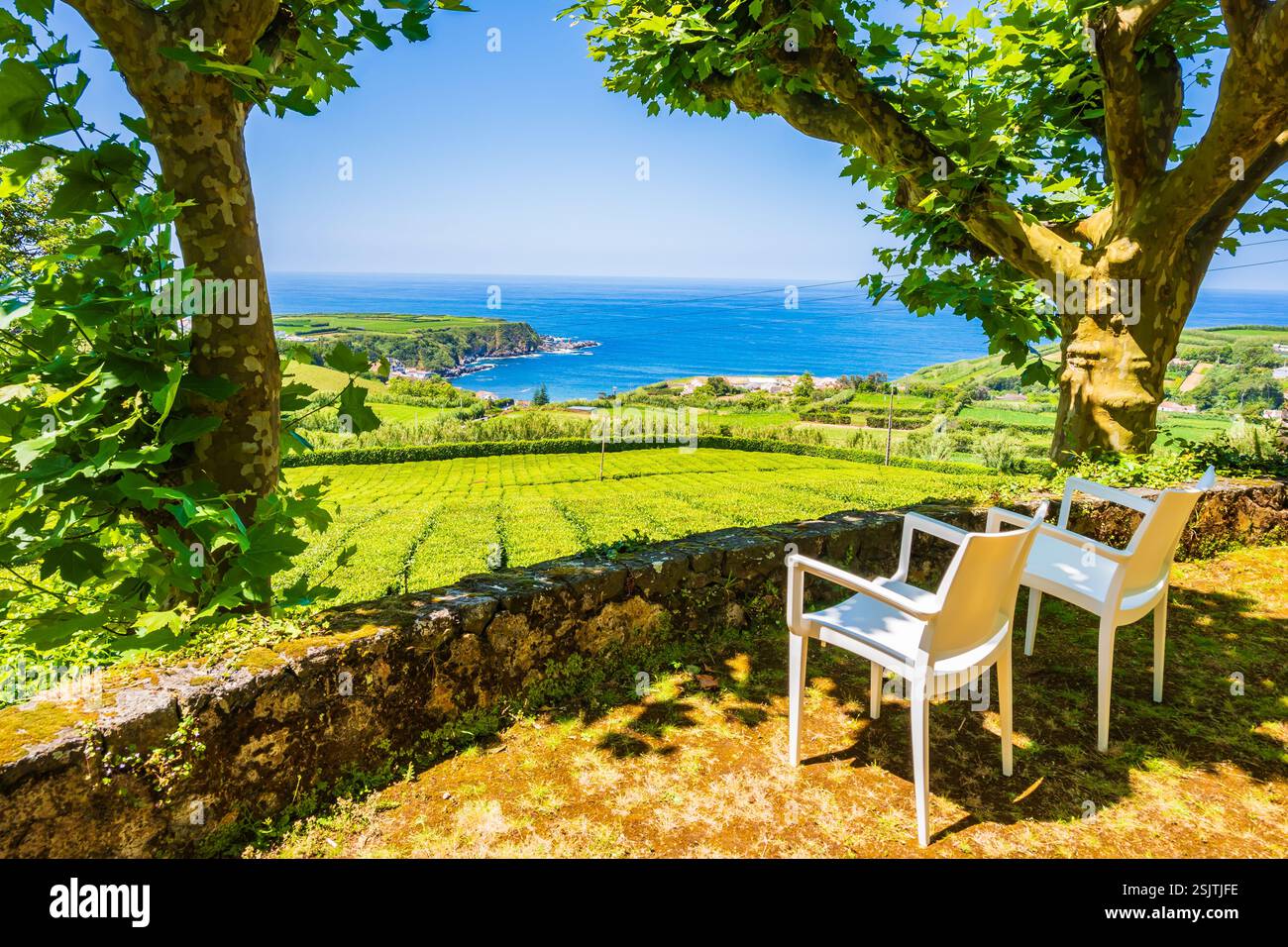 Chaises à l'ombre des arbres sur la terrasse de plantation de thé avec vue sur l'océan, île de Sao Miguel, Açores, Portugal Banque D'Images
