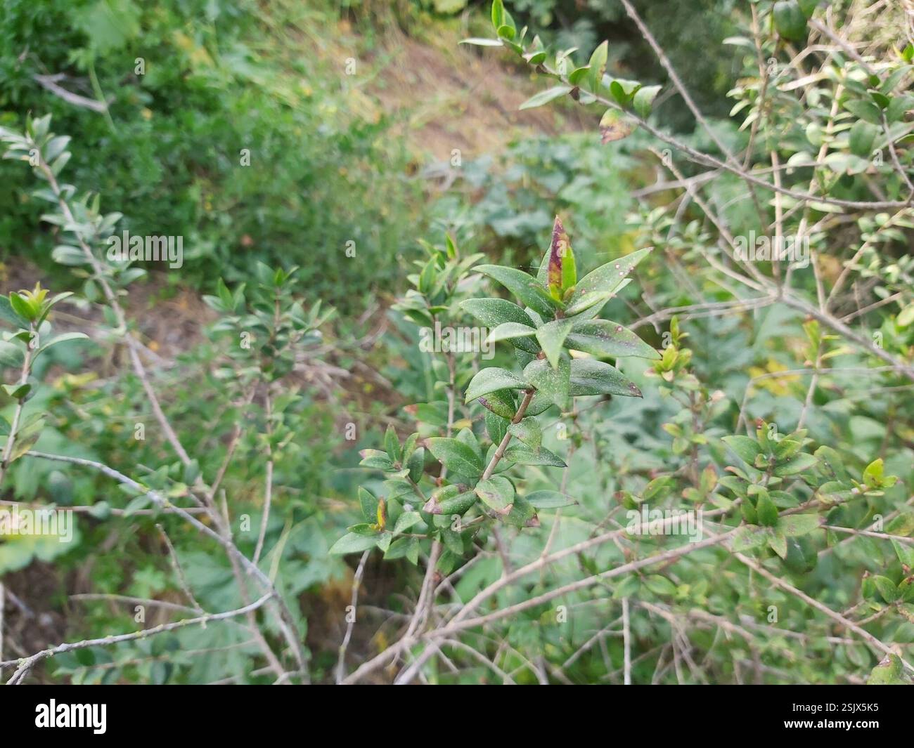 myrte (Myrtus communis), Plantae, Xemxija, St Paul's Bay, Malte Banque D'Images