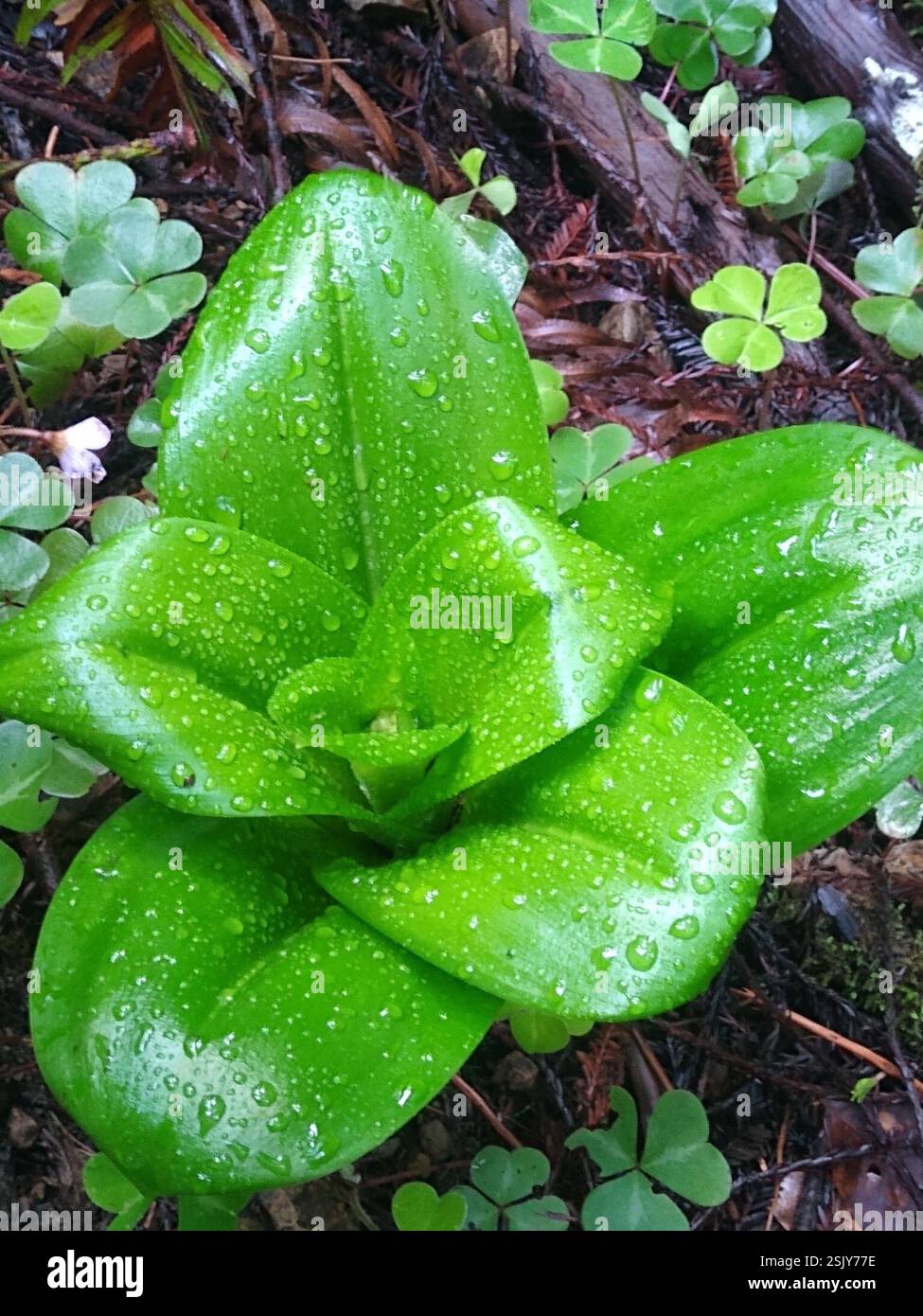 Andrews' Clintonia (Clintonia andrewsiana), Plantae, Armstrong Redwoods State Reserve, Sonoma County, US-CA, US Banque D'Images