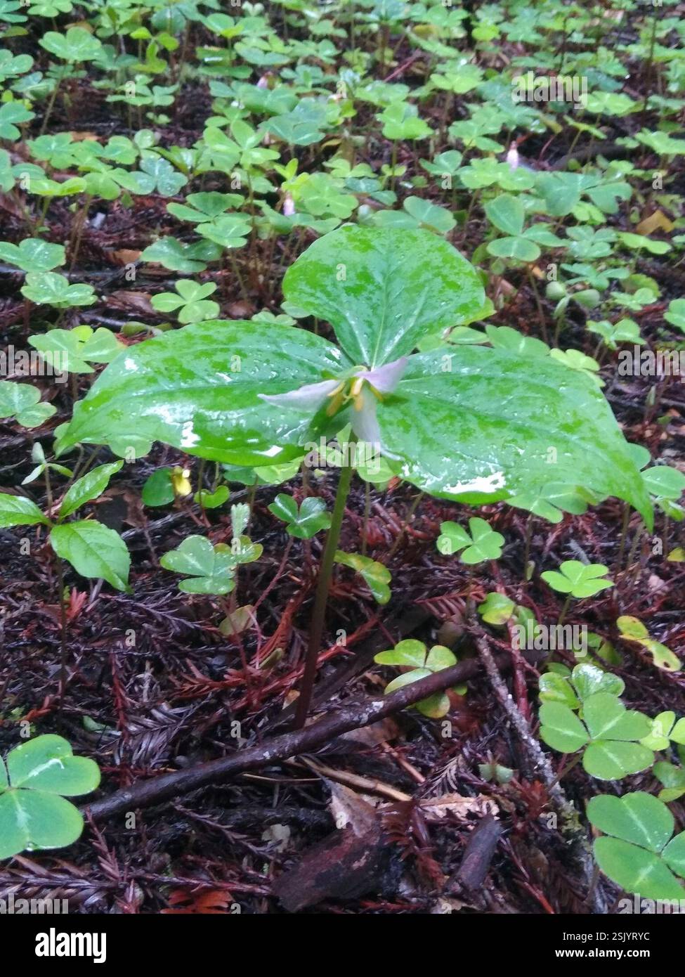 Trillium du Pacifique (Trillium ovatum), Plantae, Armstrong Redwoods State Reserve, Sonoma County, US-CA, US Banque D'Images