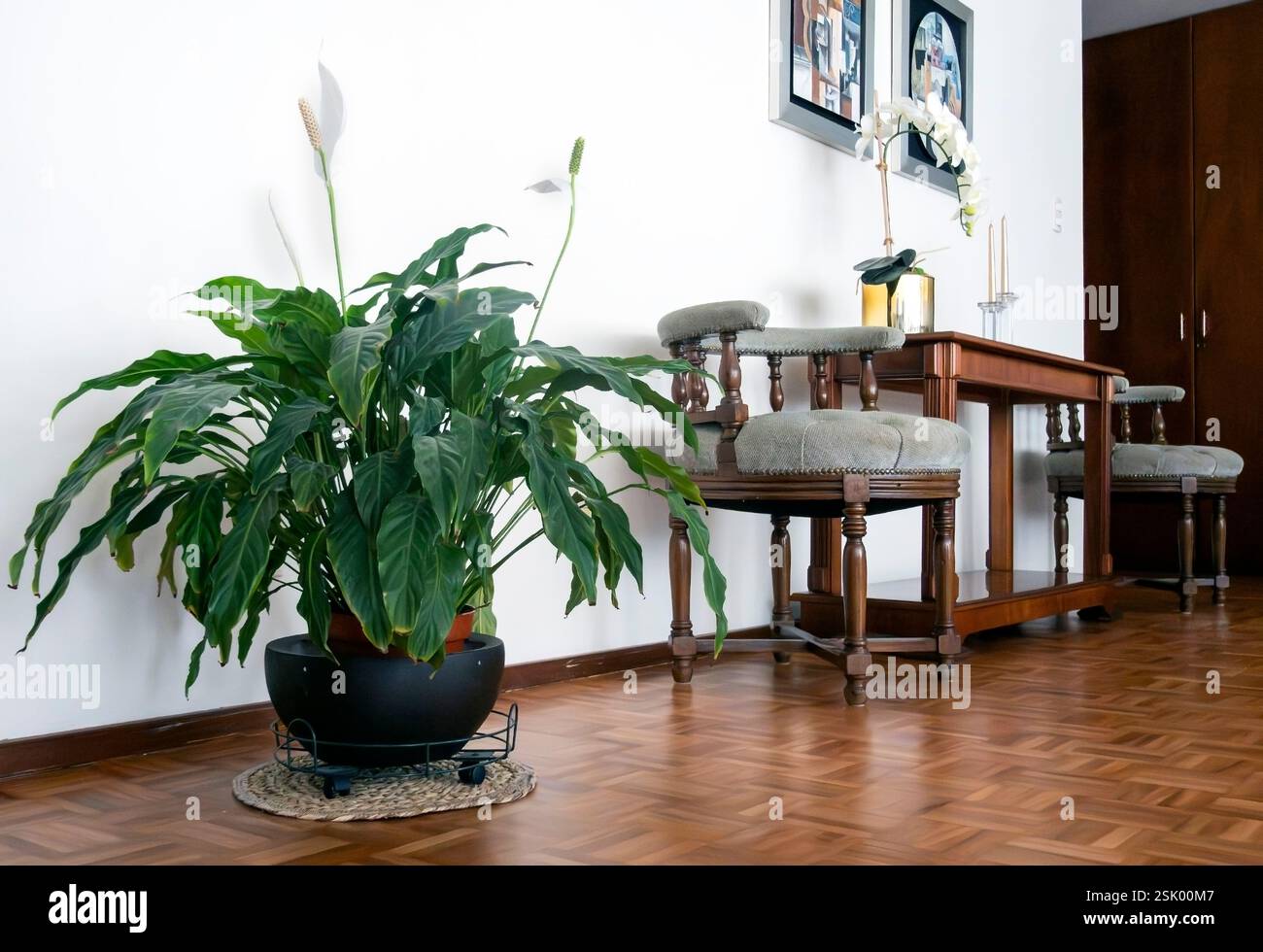 Plante de maison dans le pot dans la maison Banque D'Images