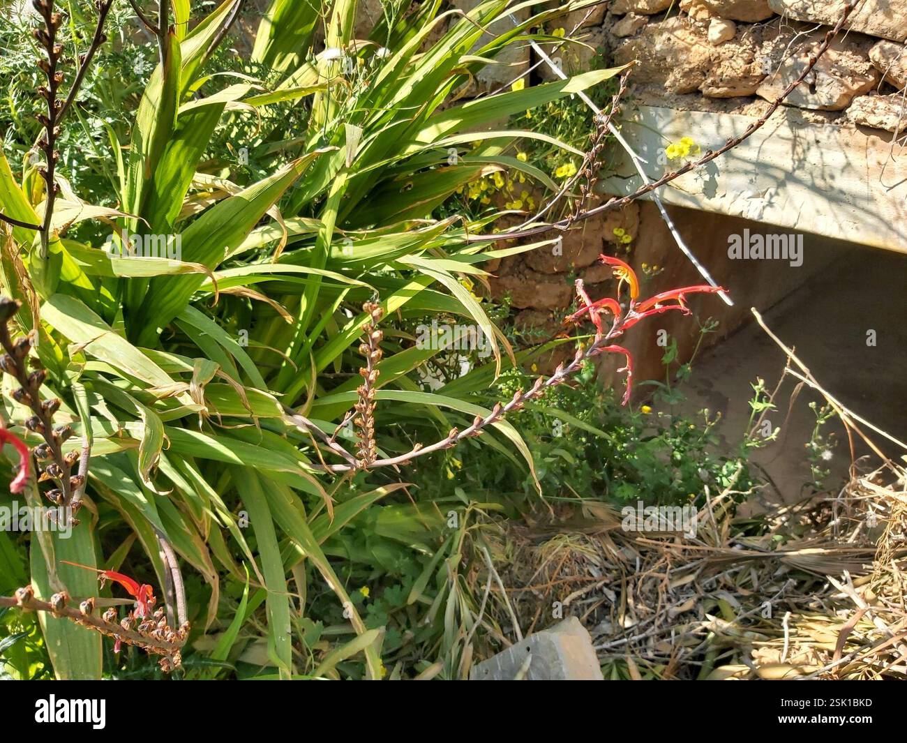 Drapeau africain (Chasmanthe floribunda), Plantae, X8JM+C7J, Meliha, Malte Banque D'Images