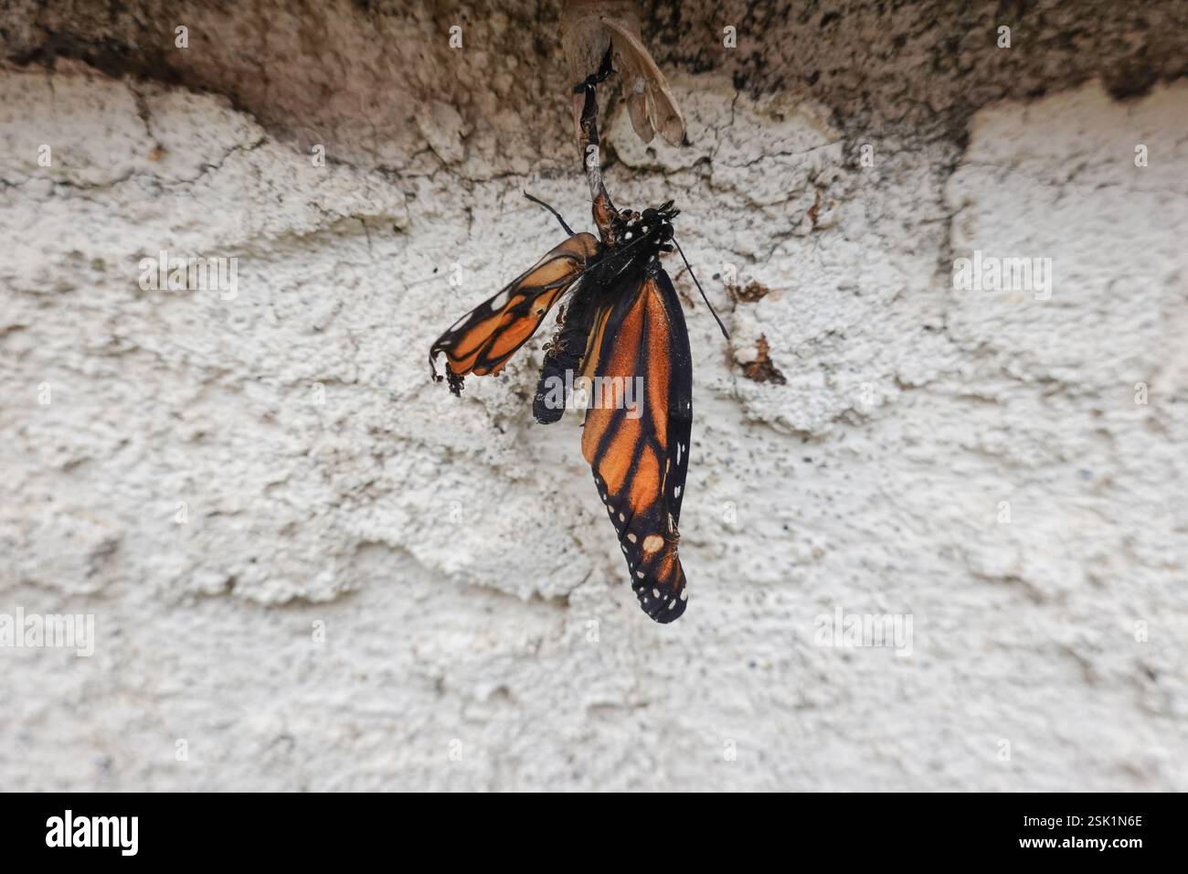 Papillon monarque blessé malformé en sortant de sa chrysalide Banque D'Images