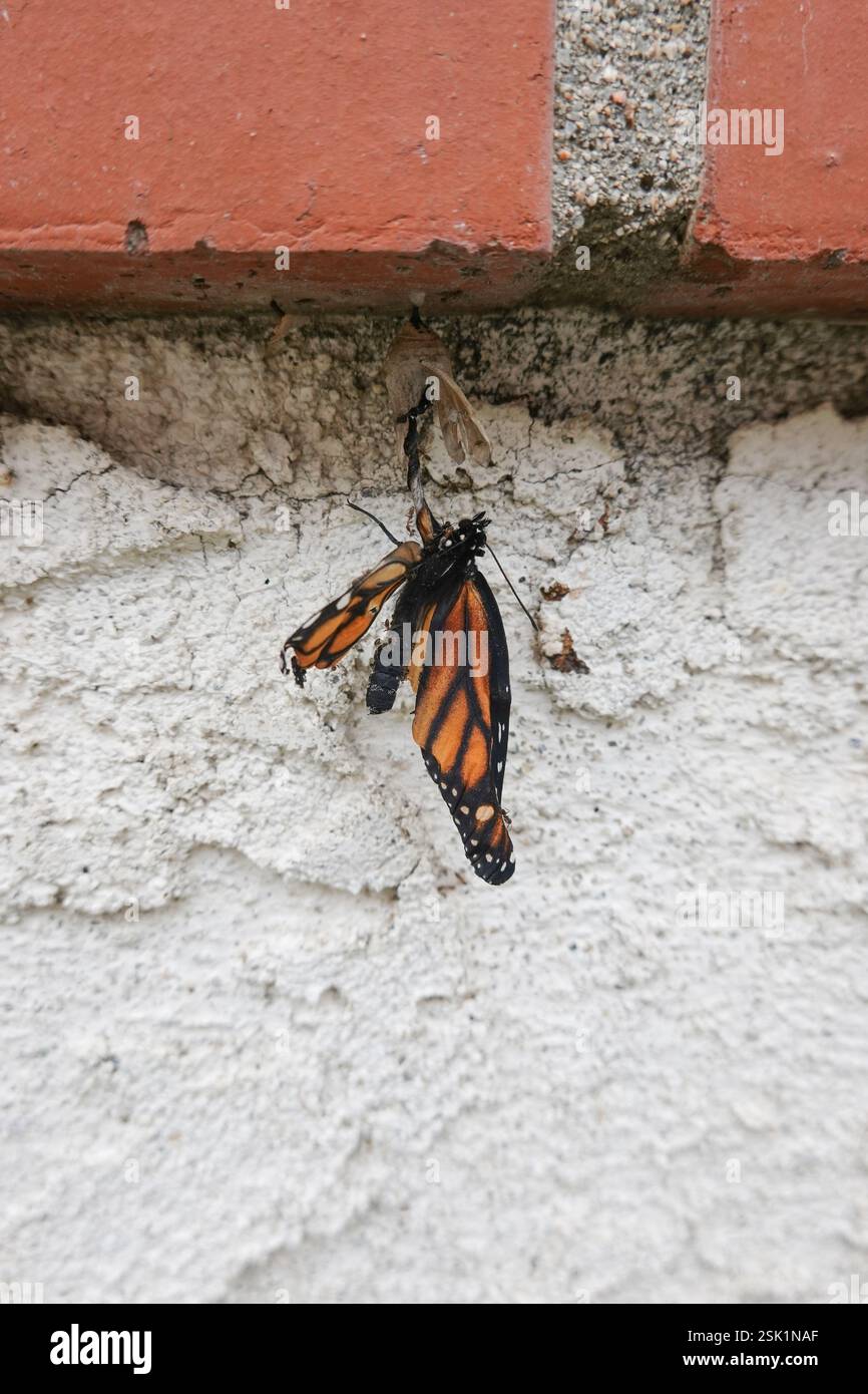 Papillon monarque blessé malformé en sortant de sa chrysalide Banque D'Images