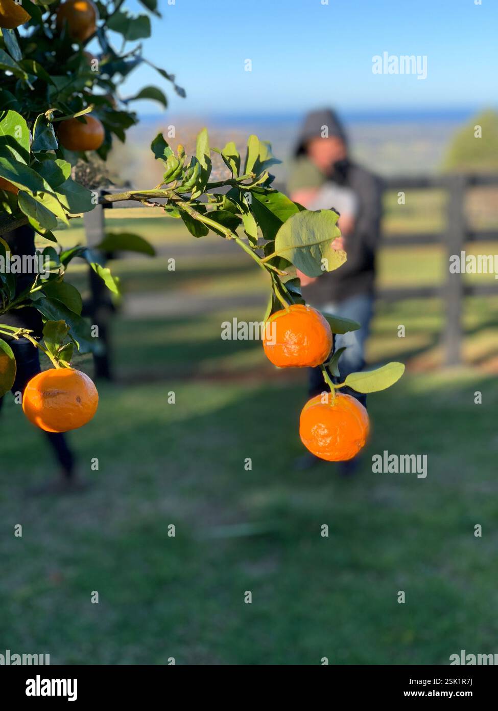 La vie sur une ferme de loisirs - Image de stock capturée avec un smartphone