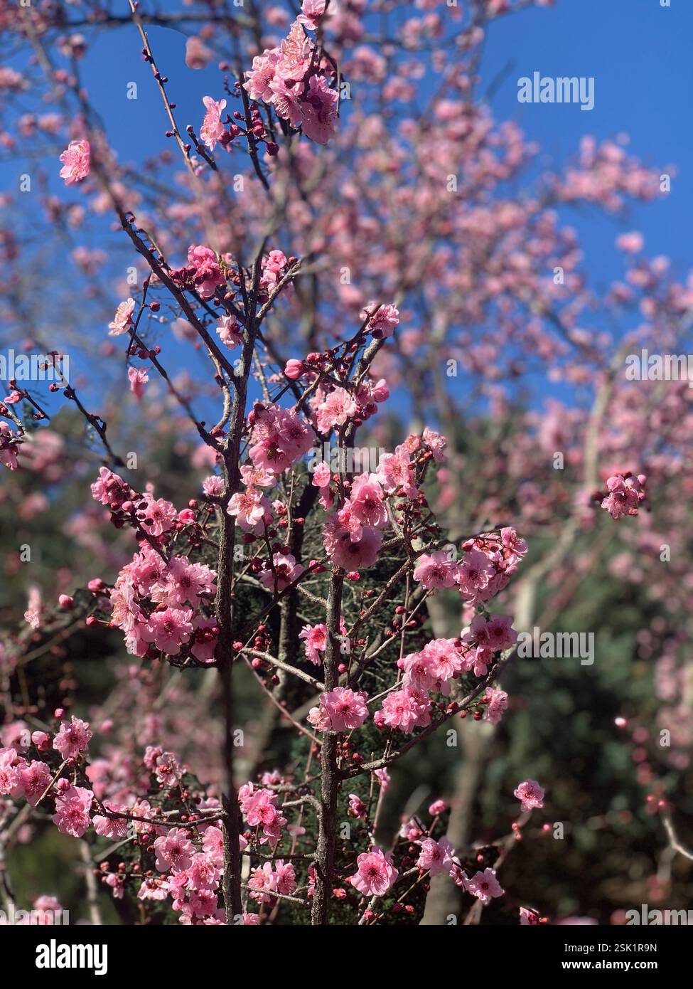 La vie sur une ferme de loisirs - Image de stock capturée avec un smartphone