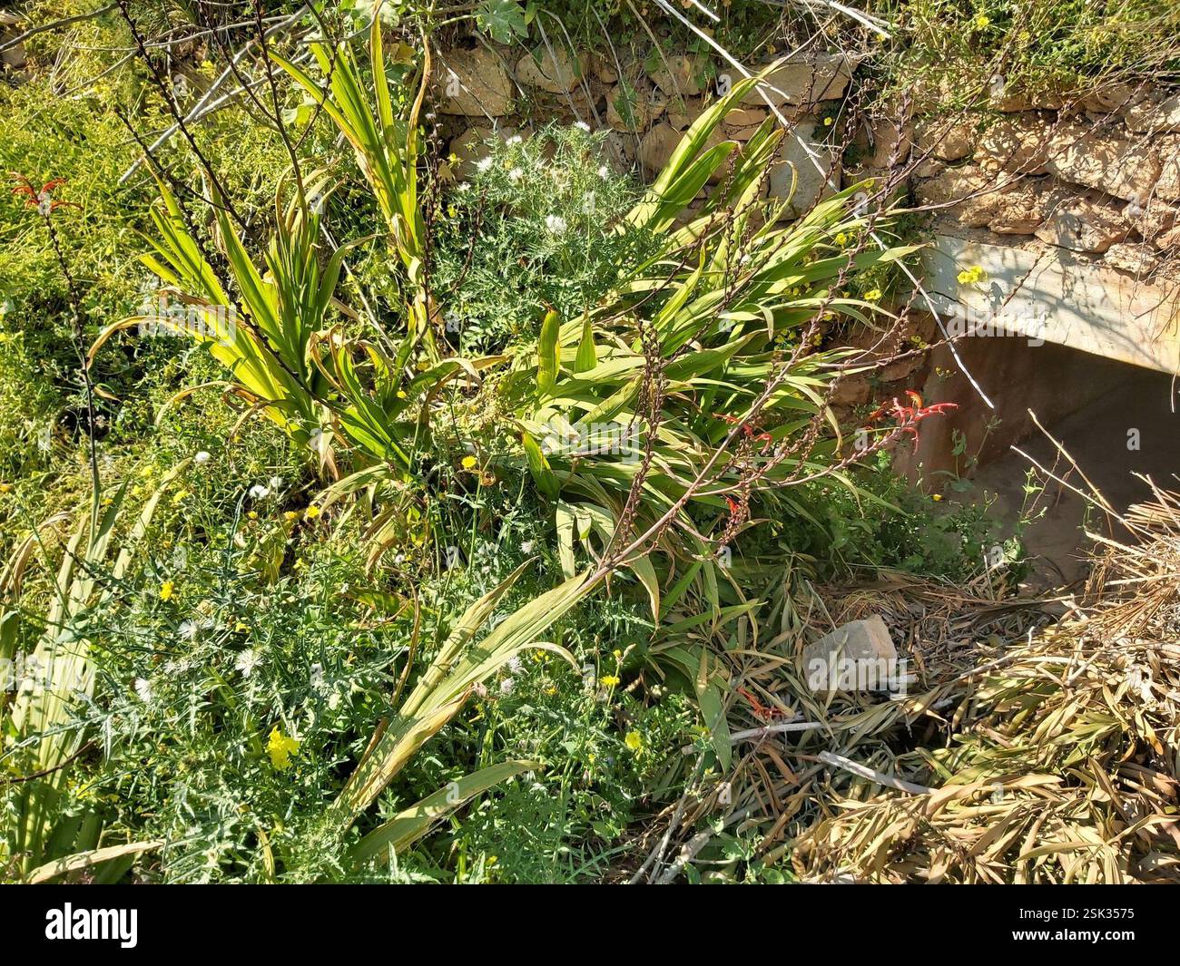 Drapeau africain (Chasmanthe floribunda), Plantae, X8JM+C7J, Meliha, Malte Banque D'Images