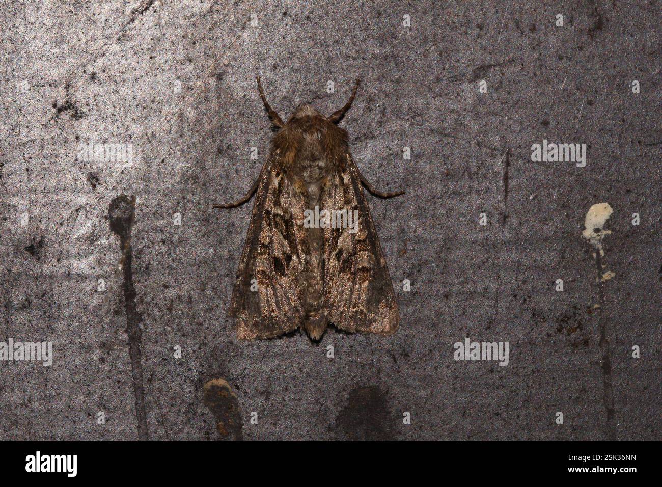 Rustique à flond (Luperina testacea), Insecta, 8400 Ebeltoft, Danmark Banque D'Images