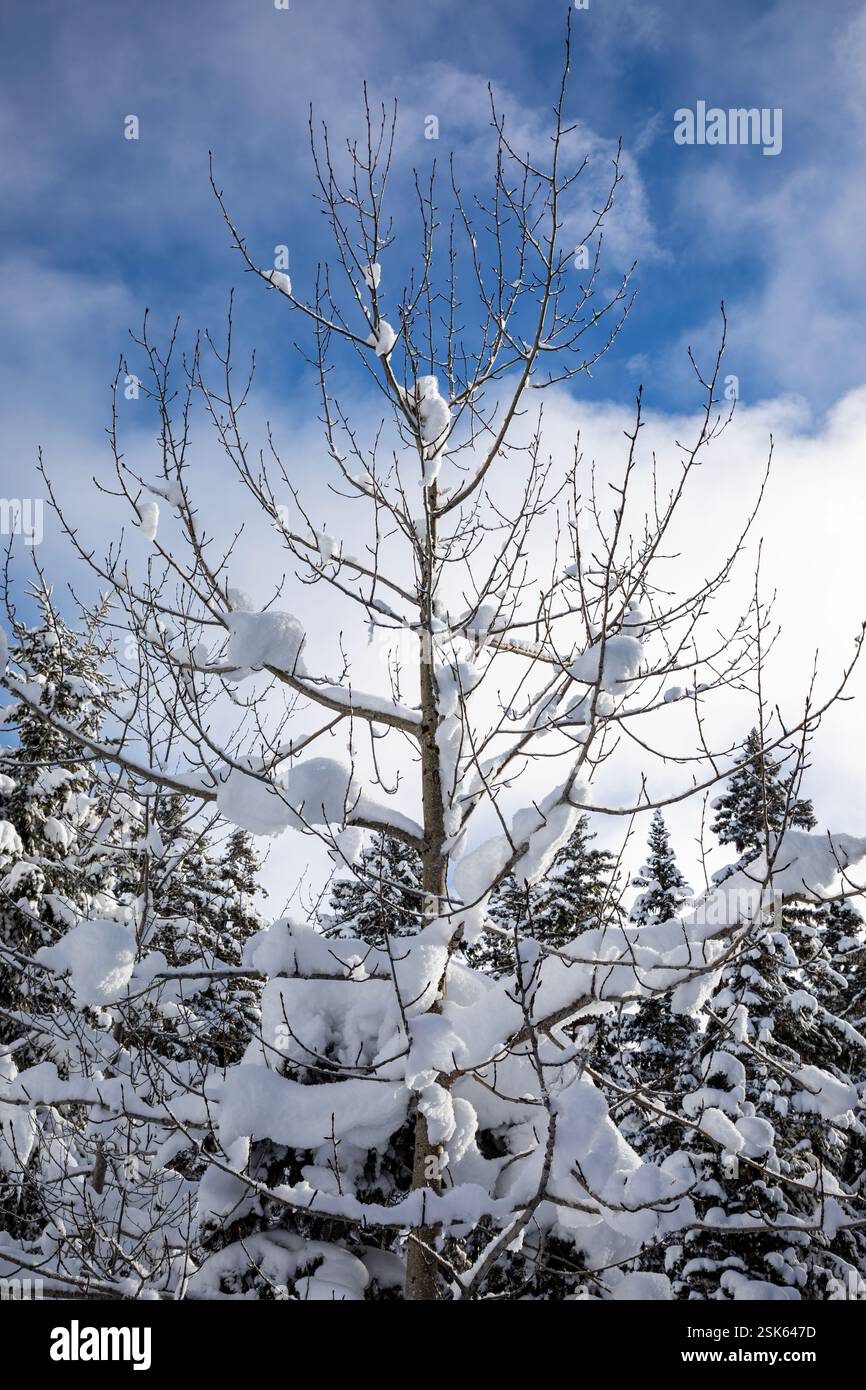 WA28129-00...WASHINGTON - neige sur un arbre à feuilles caduques le long de la piste de ski de fond Amabilis Mountain. Banque D'Images