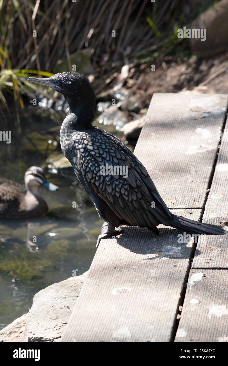 le petit cormoran noir est un oiseau de mer noir avec un œil bleu Banque D'Images