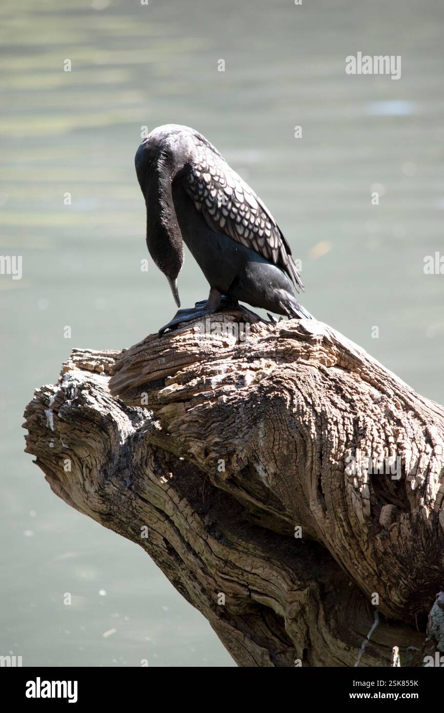 le petit cormoran noir est un oiseau de mer noir avec un œil bleu Banque D'Images le petit cormoran noir est un oiseau de mer noir avec un œil bleu Banque D'Images