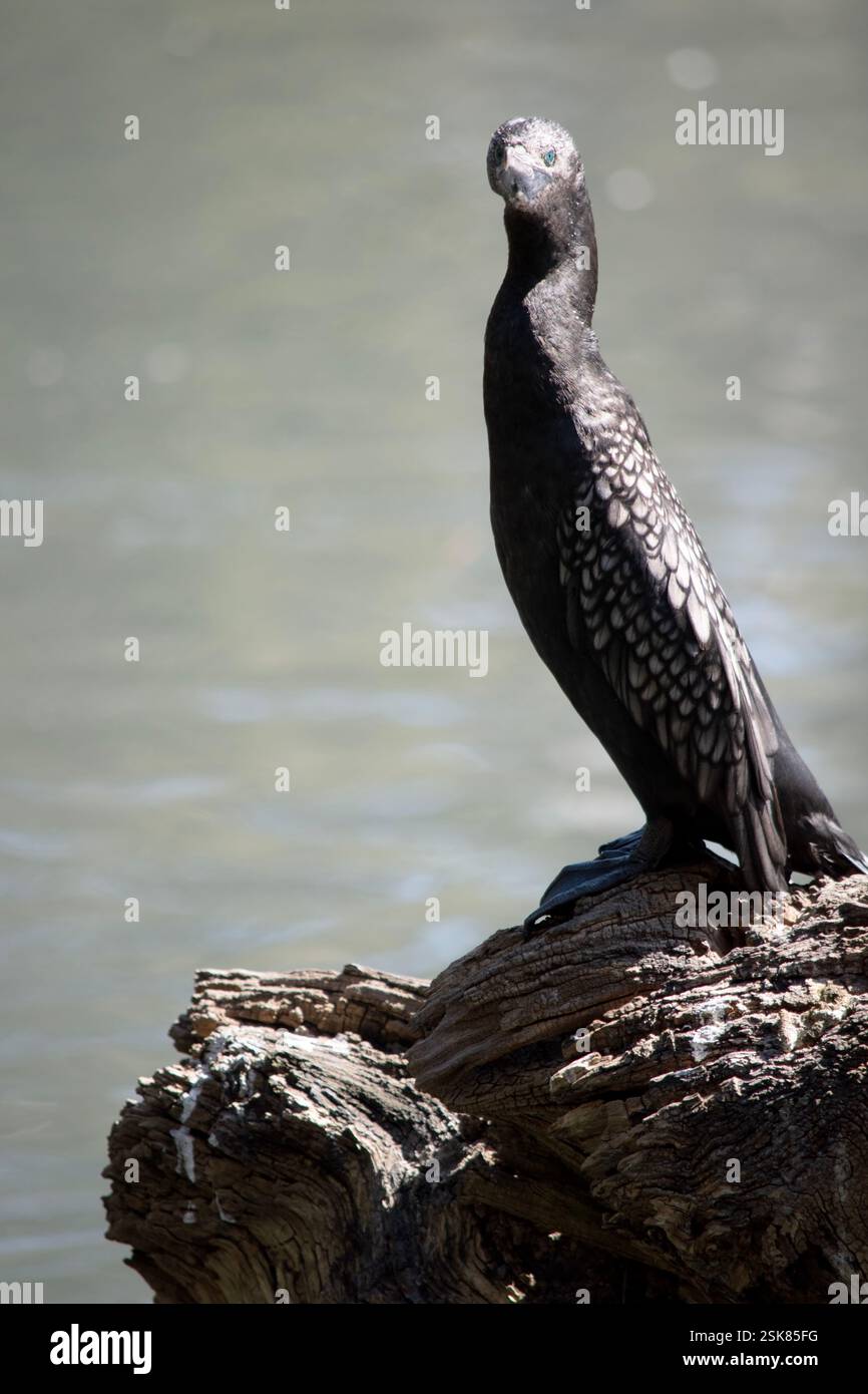 le petit cormoran noir est un oiseau de mer noir avec un œil bleu Banque D'Images