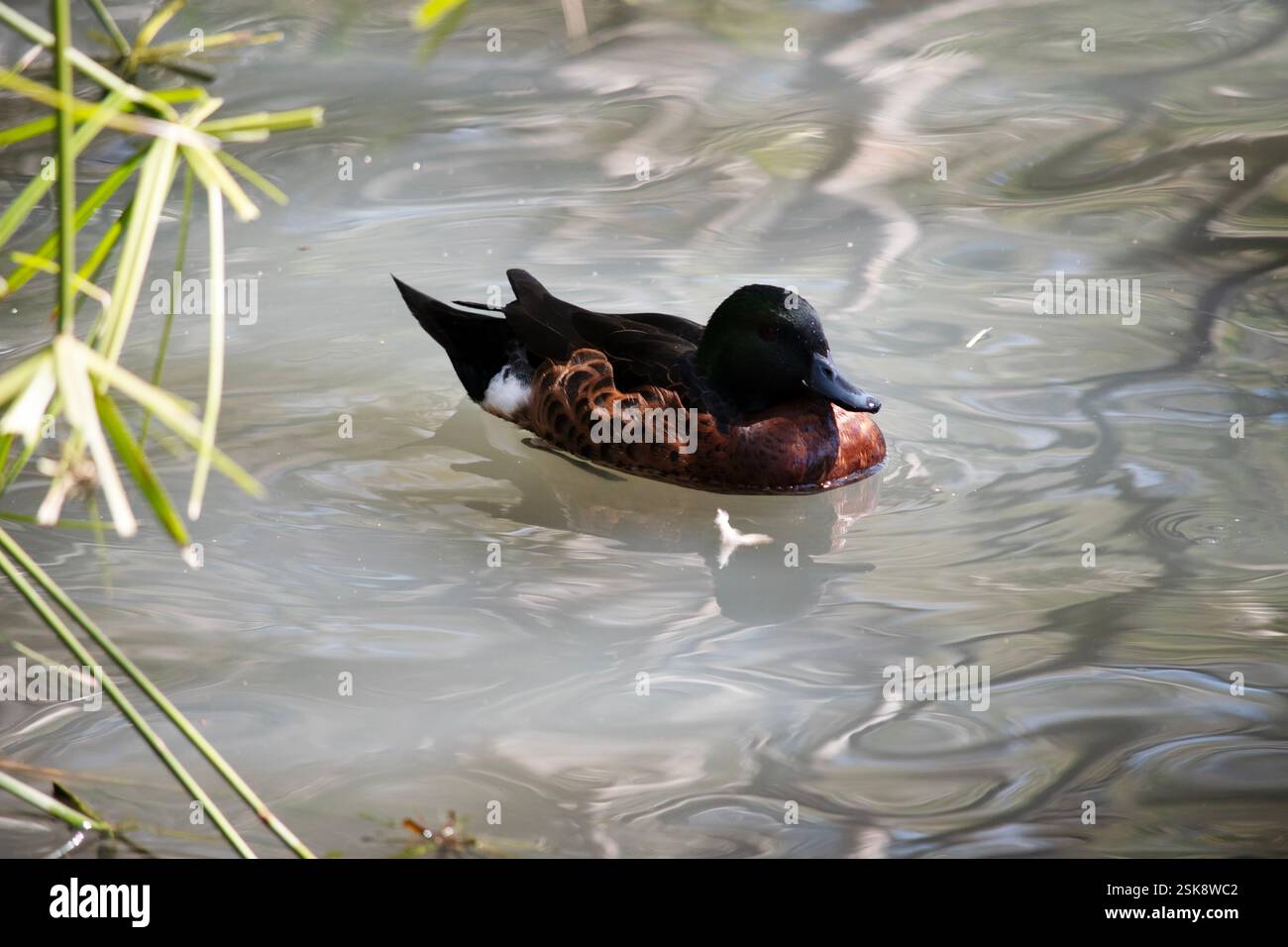 le mâle, le canard marron sarcelle, a une tête et un cou verts et un corps brun Banque D'Images