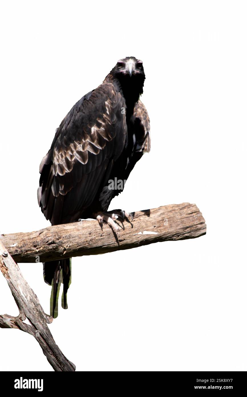 L'aigle à queue en coin est de couleur marron-noir foncé. Le bec de l'aigle à queue de Wedge est de la crème pâle. Banque D'Images